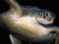   green turtle Chelonia mydas  